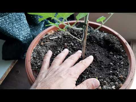 Видео: Вирус по доматите,контрол и превенция