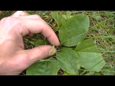 Видео: Определение и применение дикого подорожника