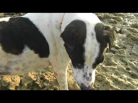 Видео: Отель By The Sea Resort 3  Отлив