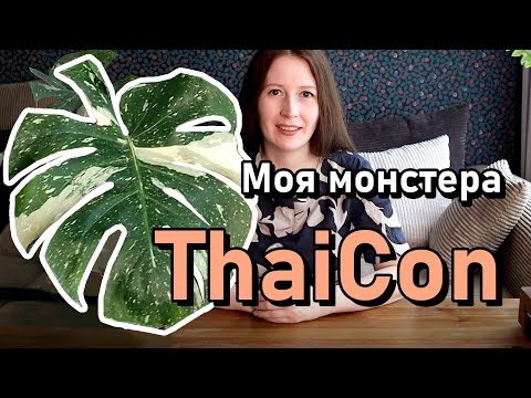 Видео: Моя монстера тайское созвездие