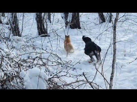 Видео: Охота на лису с Тазы: Тазы түлкі алды. Fox hunting