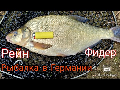 Видео: Рыбалка в Германии. Фидер на речке Рейн.