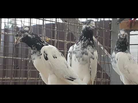 Видео: Голуби тэдди, как отличить от подделок. Teddy pigeons