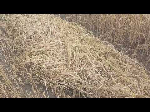 Видео: Свал проса! Енисей 1200 и жвн 6.#фермер #работа #сено #овцеводство