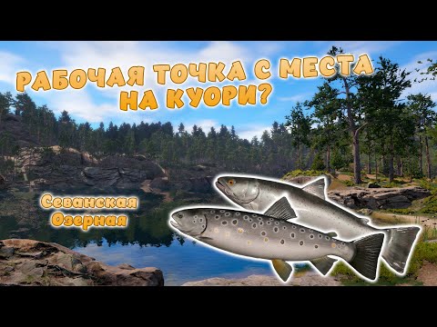 Видео: Русская рыбалка 4 - РАБОЧАЯ ТОЧКА! НА КУОРИ С БЕРЕГА! ОТЛИЧНЫЙ КЛЕВ ФОРЕЛИ! Оз. Куори!