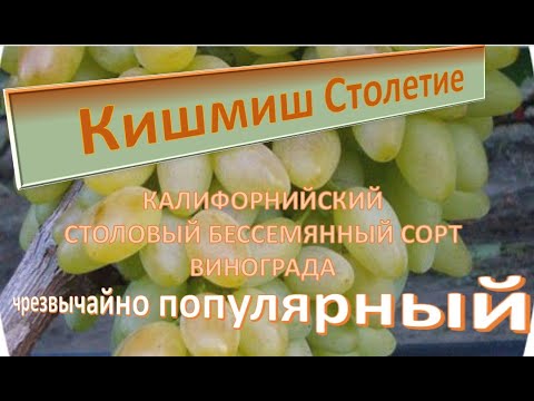 Видео: Виноград Кишмиш Столетие