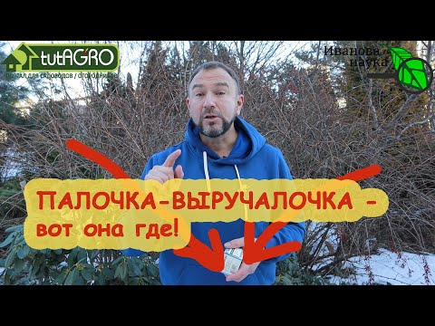 Видео: ПОЛЕЧИЛИ СЕБЯ - ПОМОГИТЕ И РАСТЮХАМ. Биопрепараты из... АПТЕКИ! Ветом, споробактерин, биоспорин...