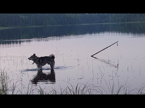 Видео: Первый улов на жерлицы