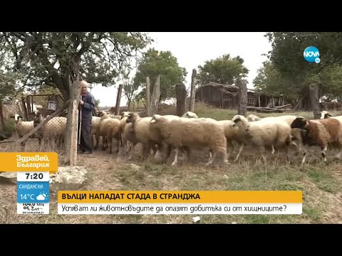 Видео: Глутници вълци нападат добитък в Странджанско - Здравей, България (07.10.2021)