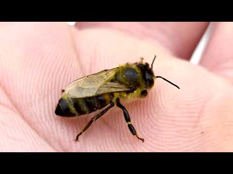 Видео: Външно устройство на пчелата.