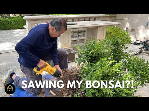 Видео: Создание бонсай из самшита в саду