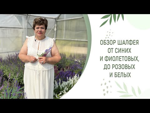 Видео: ОБЗОР ШАЛФЕЯ | ОТ СИНИХ И ФИОЛЕТОВЫХ, ДО РОЗОВЫХ И БЕЛЫХ