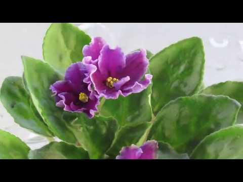 Видео: КАК ВЫВЕСТИ ТРИПСОВ  НА ФИАЛКАХ. ПРИЗНАКИ ЗАРАЖЕНИЯ