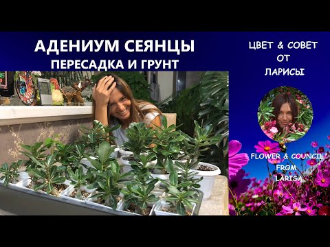 Видео: АДЕНИУМ СЕЯНЦЫ ПЕРЕСАДКА И ГРУНТ