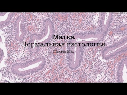 Видео: Матка. Нормальная гистология.