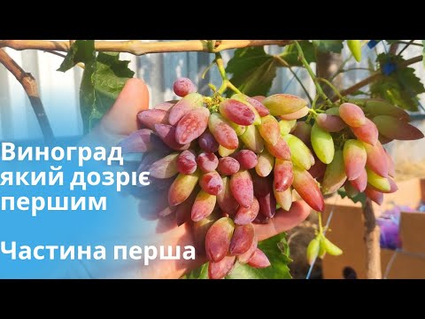 Видео: Огляд ультроранніх сортів винограду. Частина перша