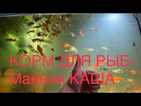 Видео: Делаем самодельный универсальный корм для аквариумных рыбок из манной каши. Справиться каждый