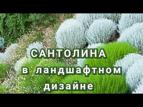 Видео: Сантолина в ландшафтном дизайне / Peyzaj tasarımında Santolina