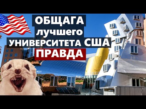 Видео: ОБЩАГА MIT - лучшего Американского Университета