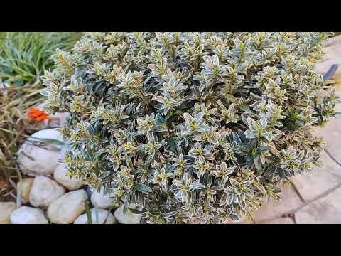 Видео: БЕРЕСКЛЕТЫ В МОЁМ САДУ!