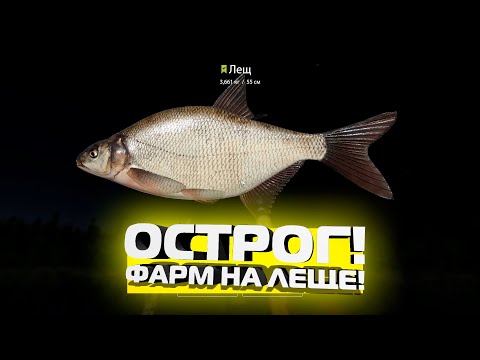 Видео: Старый Острог, ТОП точка на Леща! Фарм 200-400 в час, русская рыбалка 4