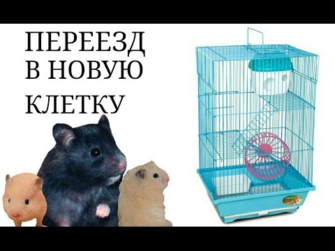 Видео: Чернуха и её детки переезжают в трехэтажную клетку