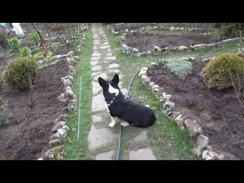 Видео: Готовим посадочные ямы для новых роз, омолаживаем старые. Жизнь налаживается