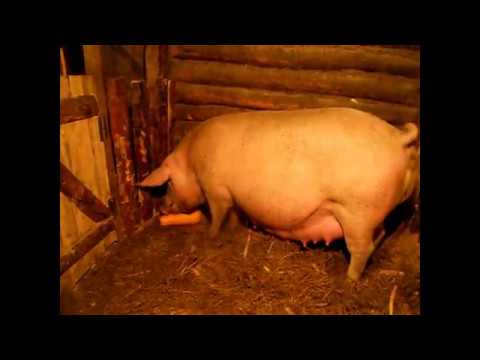 Видео: ✅Свинья перед опоросом ✨Опорос✨ Основные правила! ✨