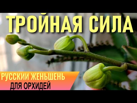Видео: ТРОЙНАЯ СИЛА РУССКОГО ЖЕНЬШЕНЯ ДЛЯ ОРХИДЕЙ! РАСТЕТ ВЕЗДЕ! АКТИВИРОВАТЬ, ВЫРАСТИТЬ, ЗАЦВЕСТИ ОРХИДЕЮ!