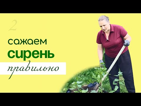 Видео: Как ПРАВИЛЬНО посадить СИРЕНЬ, особенности выращивания и ухода
