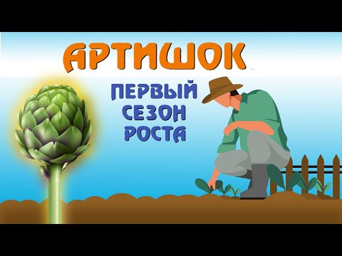 Видео: Артишок.  Особенности выращивания. Первый опыт.