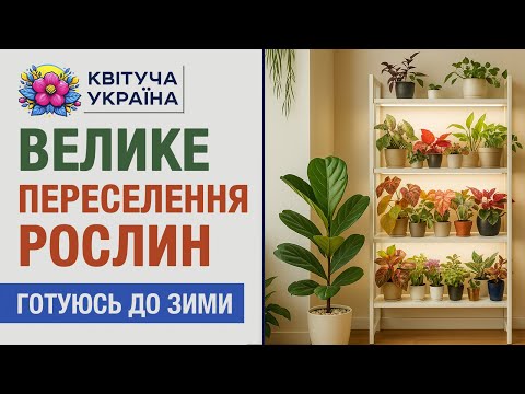 Видео: Велике переселення рослин 🌿 Зима, стелаж і підсвітка