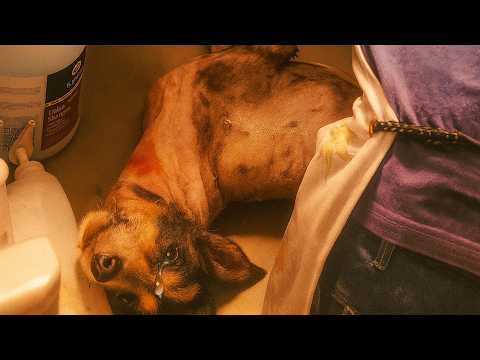 Видео: Заброшенный и сломанный на 19-м этаже… Глаза Тени наконец-то снова засияли надеждой!