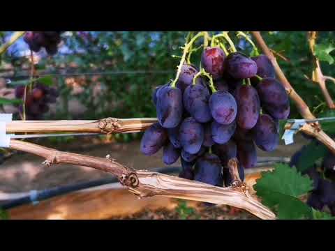 Видео: Небольшой обзор по ультра-ранним..