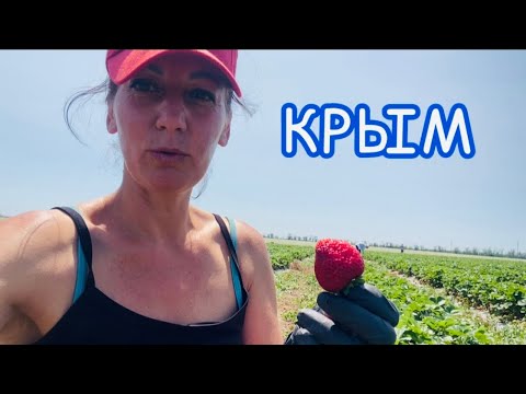 Видео: Сбор клубники 🍓7 июня 2025