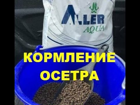 Видео: КОРМЛЕНИЕ ОСЕТРА