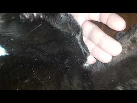 Видео: Подлизнул и куснул