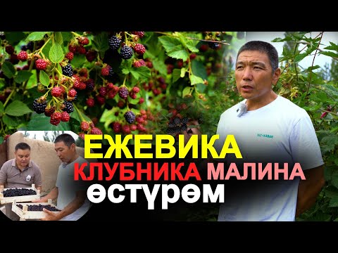 Видео: Бизнестин баарын көрүп МӨМӨ бизнесине токтолдум. 7 ГЕКТАРГА түрлүү сортторду отургузуп көрдүк.