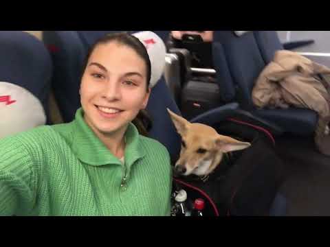 Видео: ПИТЕР / ПЫШКИ / ВИТЕБСКИЙ ВОКЗАЛ / ПУШКИН / ПАВЛОВСК