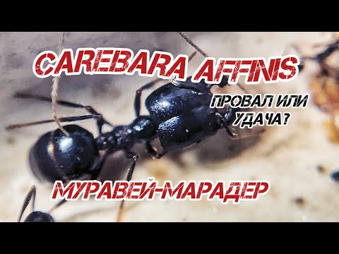 Видео: CAREBARA AFFINIS - что с ними!?