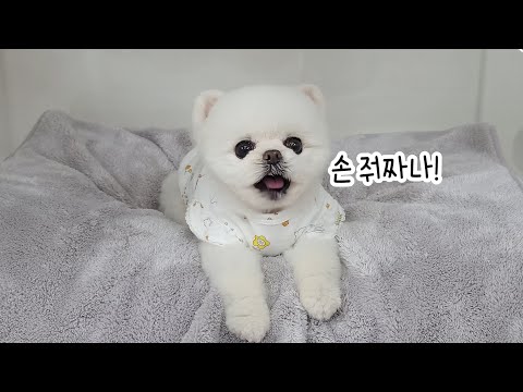 Видео: Насколько умны собаки, на которых подписаны 1,8 человек? Посмотрите, на что они способны