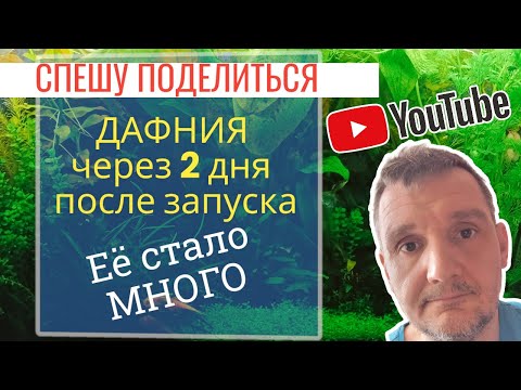 Видео: Дафния моина через 2 дня после запуска. Спешу поделиться результатом