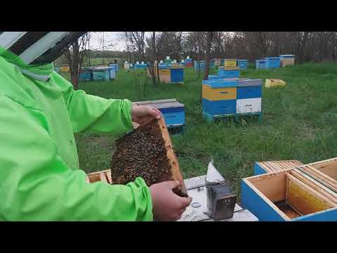 Видео: Работа с рутовскими ульями, делаем отводки просто быстро.