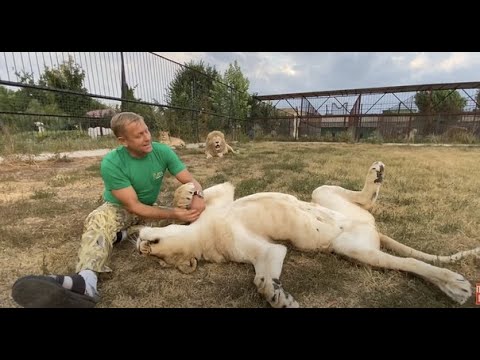 Видео: Такую ласковую львицу вы вряд ли видели !