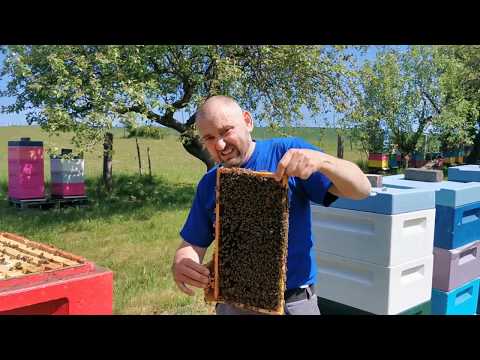 Видео: Супер добрые пчелы. 21. Mai 2020