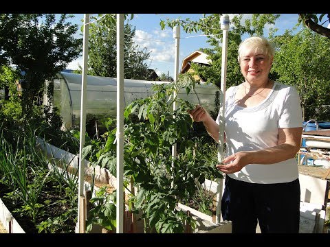 Видео: ВЫСАЖИВАНИЕ  ТОМАТНОГО  ДЕРЕВА  В  ОТКРЫТЫЙ  ГРУНТ   ШАГ 7