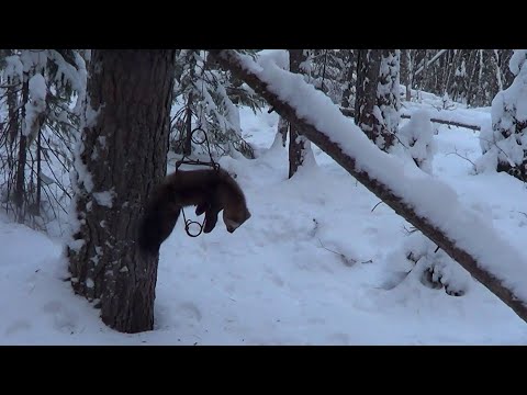 Видео: Охота на Куницу и Соболя капканами. Сезон 24-25г. / ОХОТА В ДЕКАБРЕ.