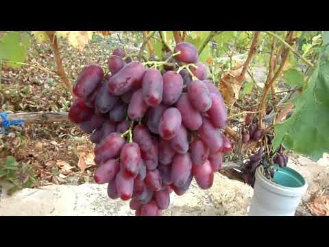 Видео: Виноград Ризамат