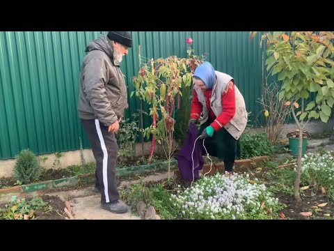 Видео: Чеснок сажаю только так 👍 и ни разу не пожалела 🌹
