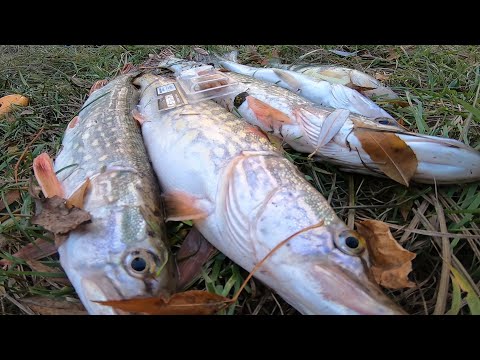 Видео: Рыбалка на щуку. Мне не повезло!)) Разведка на щуку. Ловля на джиг риг.